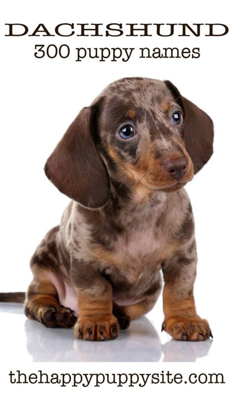 Dachshund Names - 300 Ideas For Naming Your Wiener Dog