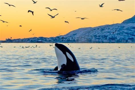 30 Beautiful Killer Whale Pictures and HD Wallpapers