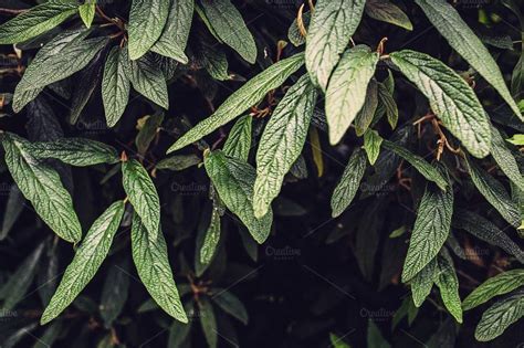 Leafs texture by Photos&Presets on @creativemarket Valentines Day ...