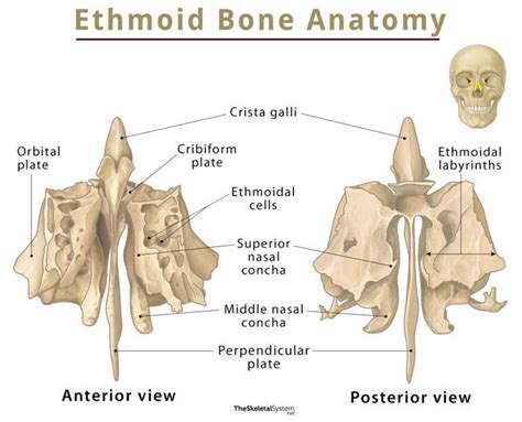 Ethmoid Bone – Location, Function, Anatomy, & Diagram