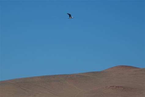 "Paracas National Reserve" Images – Browse 1,425 Stock Photos, Vectors ...