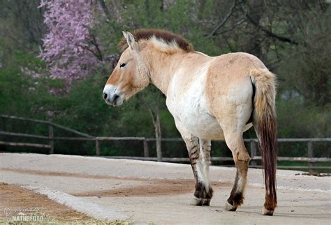 Przewalski's Horse Photos, Przewalski's Horse Images, Nature Wildlife Pictures | NaturePhoto