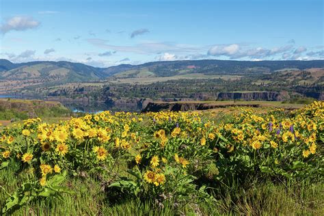 Yellow Wildflowers in the Columbia Gorge Photograph by Catherine Avilez ...