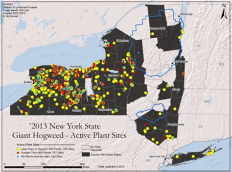 Cornell Cooperative Extension | Giant Hogweed