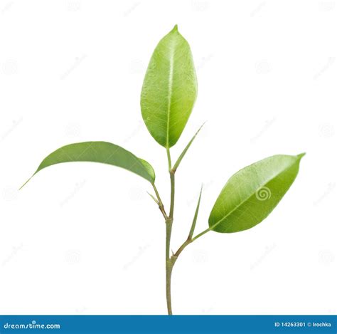 Green Plant Leaves And Stem Stock Image - Image: 14263301