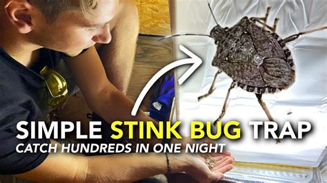 How We Got Rid of Stink Bugs | Easy DIY Brown Marmorated Stink Bug Trap ...