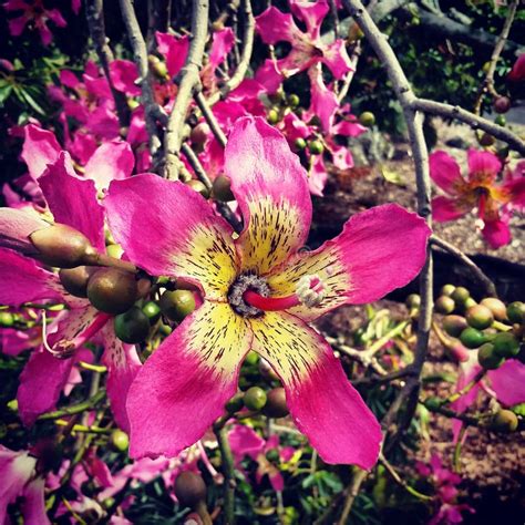 Pink stock image. Image of pink, flower, nature, tree - 55087911