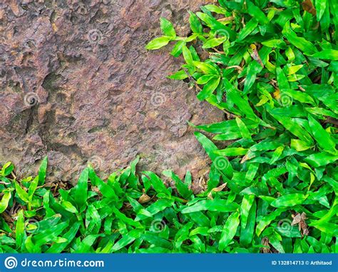 Brown Stone Walk Way with Green Grass Texture. Stock Image - Image of ...