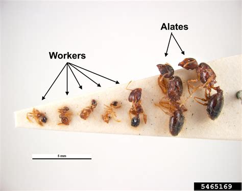 bigheaded ant (Pheidole megacephala)