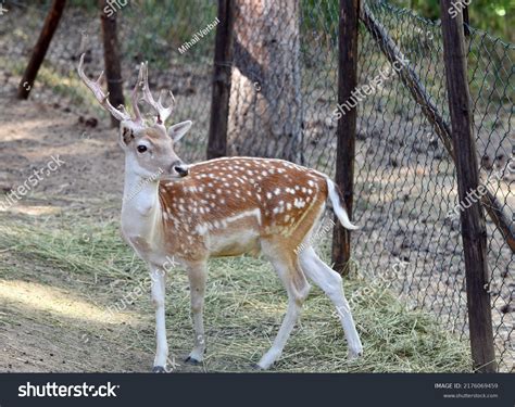 35 Innocent Black White Deer Images, Stock Photos & Vectors | Shutterstock