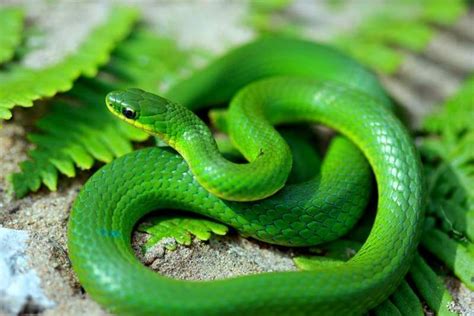 Smooth Green Snake | Green snake, Snake, Snake facts