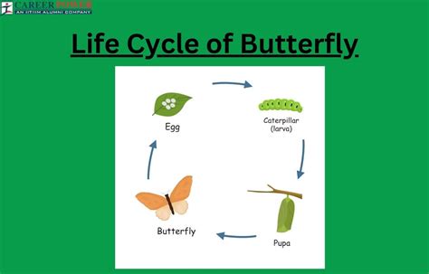 Life Cycle of a Butterfly - All Four Stages Explained