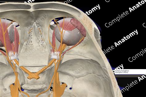 Ciliary Ganglion | Complete Anatomy