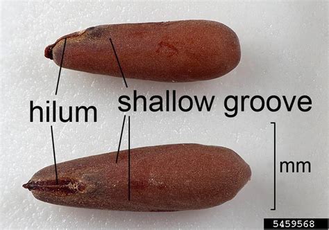 redstem filaree (Erodium cicutarium)