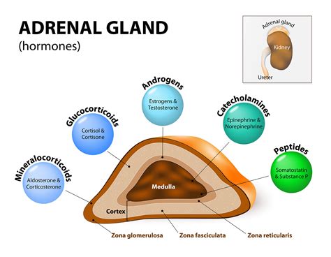 Which Hormone Is Released By Adrenal Gland And Also State Its Functions at Elizabeth Jones blog