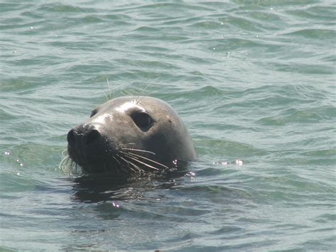 beachcomber seal cruise | Mary Richmond's Cape Cod Art and Nature