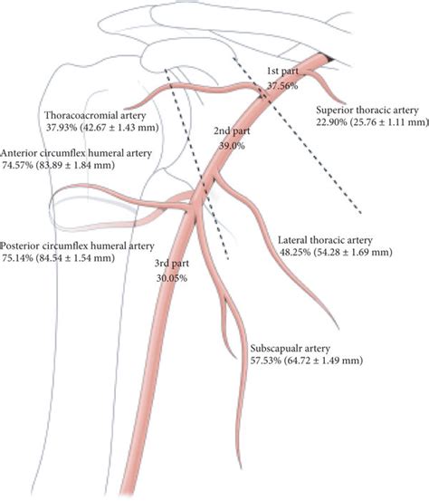 Topography of the axillary artery. | Download Scientific Diagram