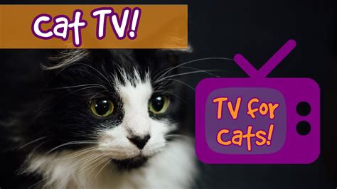 CAT TV! Movies for Cats to Watch, Videos for cats to watch ...