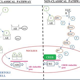 Classical pathway (left) and nonclassical pathway (right) of ...