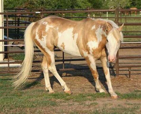 Palomino overo Most Beautiful Horses, All The Pretty Horses, Animals ...