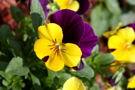 Top 10 Most Popular Flowers to Plant in Your Garden.