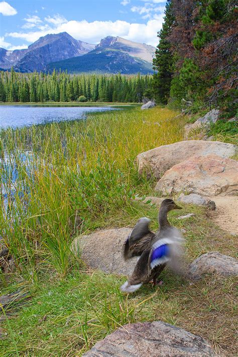 Mountain Duck Photograph by Paul Moore | Fine Art America