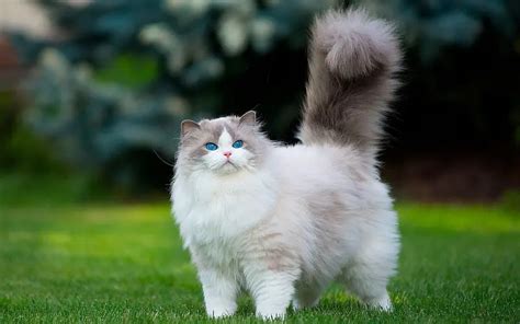 110 Irresistibly Fluffy Cat Names for Your Poofy Kitten