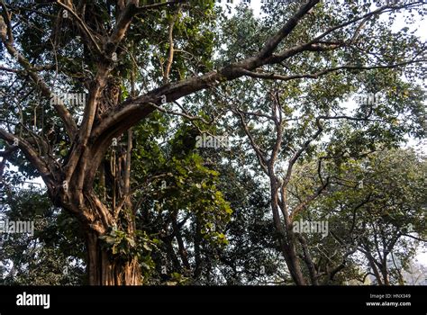 Botanical Garden Kolkata India Stock Photo - Alamy