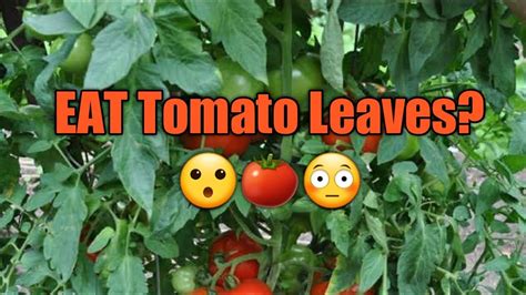 Are tomato leaves edible? #tomatoes #tomatoleaves #tomatoleavesrecipe ...