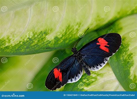 Heliconius Erato, Red Postman Butterfly, in Nature Habitat. Nice Insect from Costa Rica and ...