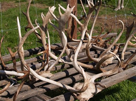 reindeer antlers | reindeer antlers, norway | zoetnet | Flickr