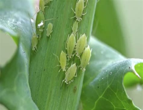 Aphids in the Garden | N.C. Cooperative Extension