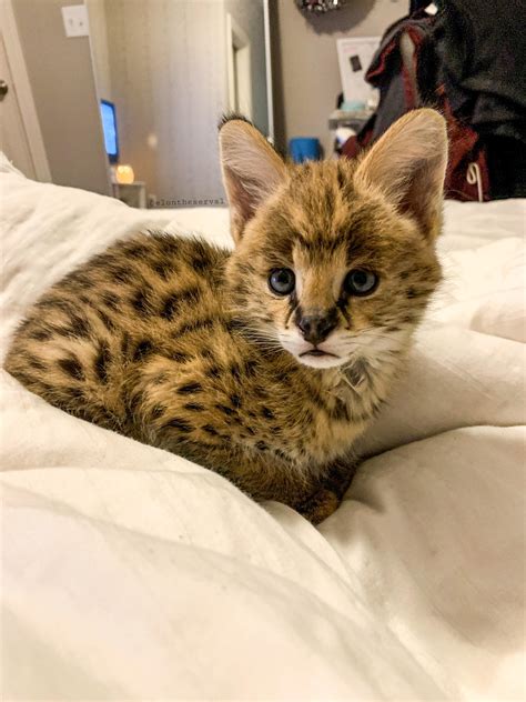 Serval Kitten : r/aww