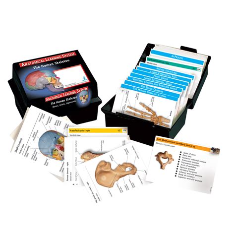 Human Anatomy Flash Cards - The Skeletal System - 1003743 - W11505 - Verlag Europa Lehrmittel ...