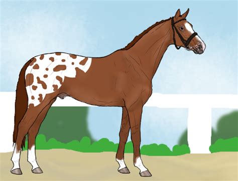 Chestnut Blanket Appaloosa Stallion by Harleyloveme2039 on DeviantArt