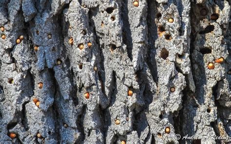 Acorn Woodpecker | Audubon Field Guide