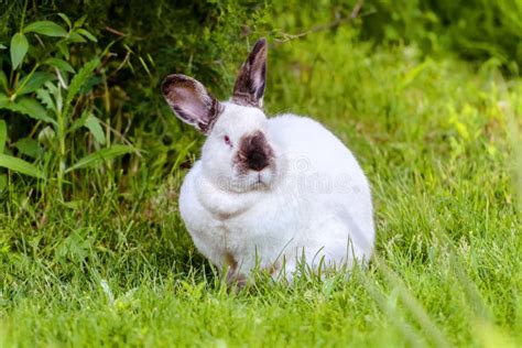 Albino rabbit stock photo. Image of lovable, eyes, timid - 4941708