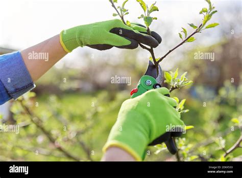 Spring pruning of garden fruit trees and bushes Stock Photo - Alamy