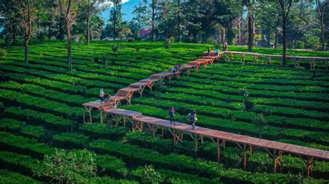 Wisata Bogor - Tea Bridge Kebun Teh Gunung Mas Puncak – Kotomono.co