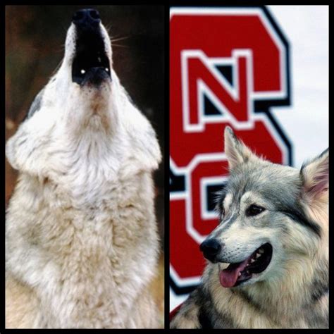 Wolfpack | Nc state university, Nc state wolfpack, Nc state