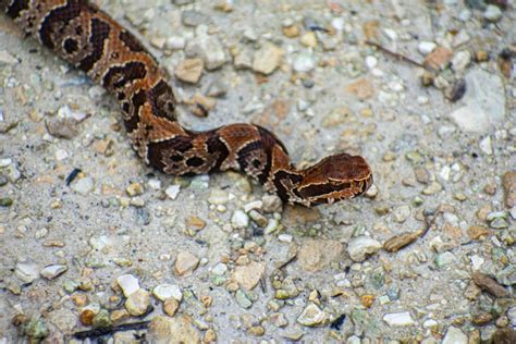 Juvenile Water Moccasin at Big Cypress National Preserve : snakes