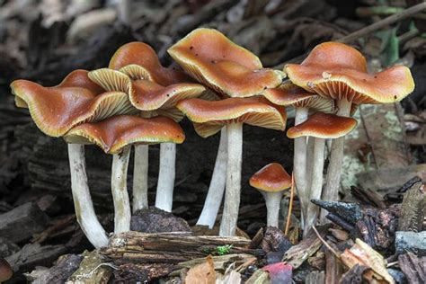 3 Little Known, Ultra Powerful Psilocybin Mushrooms – Jah's Pharma