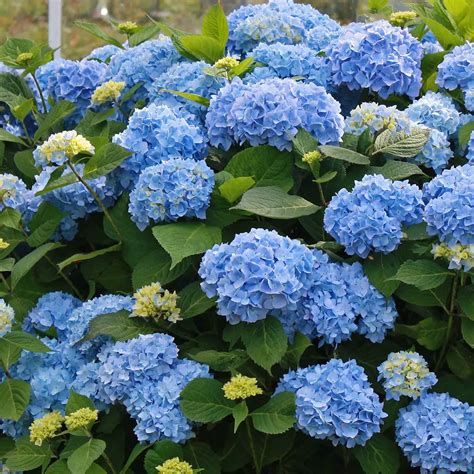 Hydrangea macrophylla ou Hydrangea tratamento de plantas - Noticias De ...