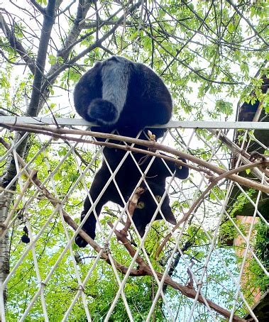 Seekor Kucing Hitam Tergantung Terbalik Di Pagar Di Taman Foto Stok - Unduh Gambar Sekarang - iStock