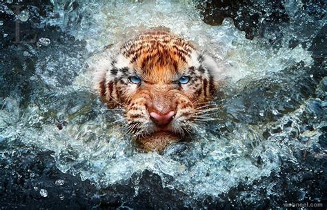 30 Best Award Winning Wildlife Photography examples from around the world | Animal photography ...