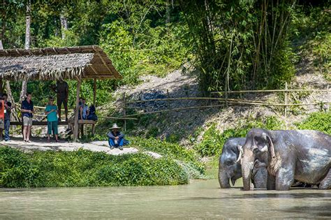 Phuket Elephant Sanctuary | Phuket Day Tour | Freedom Destinations