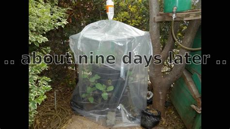 DIY Mini 200lt Container Greenhouse - YouTube