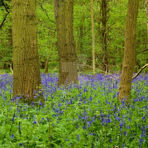 bluebell woods by photographybypixie on DeviantArt