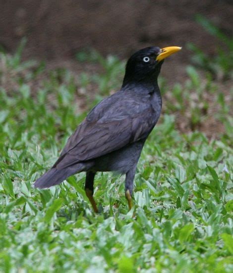 Javan Myna – birdfinding.info