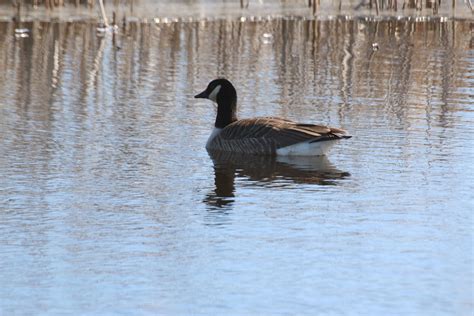 Michigan Exposures: A Trip to Magee Marsh Wildlife Area